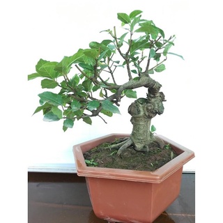 CÒN HÀNG CÂY SUNG THẾ CỰC ĐẸP