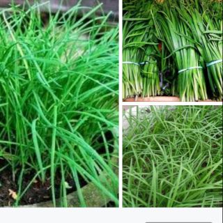 Hạt giống rau hẹ 5gr