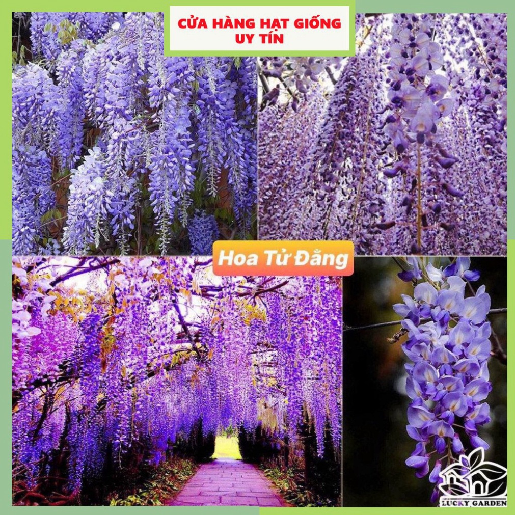 Hạt Giống Hoa Tử Đằng Thân Gỗ F1 Loại Siêu Dễ Trồng, Hoa Nở Đẹp Tặng kèm Hướng Dẫn Trồng HLCN