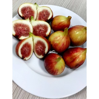 CÀNH CHIẾT SUNG MỸ
