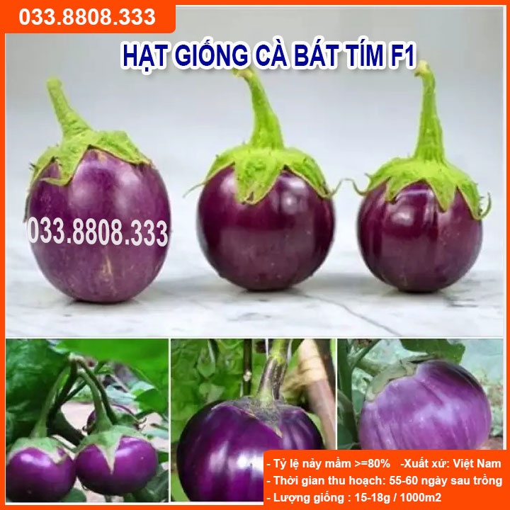 HẠT GIỐNG CÀ BÁT TÍM QUẢ TRÒN - CÀ DỄ TRỒNG TẠI NHÀ