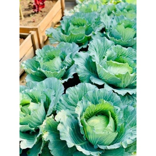 HẠT GIỐNG BẮP CẢI QUẬN CHẶT ĐẬM ĐÀ CÔPENHAGEN ( 1 GR)