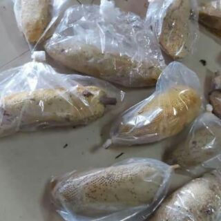 Mật ong ruồi tự nhiên rừng Tây nguyên
