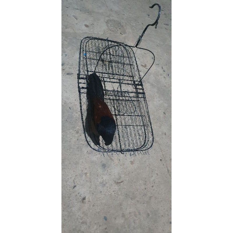 Mẹt Treo Bìm Bịp, Quốc Chuyên Đánh Mồi Nhái, Mồi Chuột