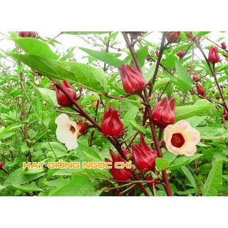 Hạt Giống Hoa Atiso Đỏ - 10 Hạt