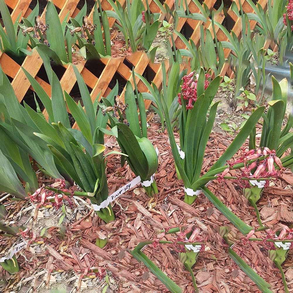 Thẻ nhựa đánh dấu cây trồng dày dặn chống nước chất lượng cao dùng ươm cây