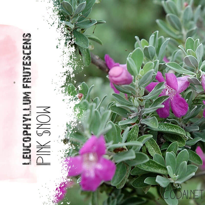 Cây Leucophyllum frutescens Pink Snow (Tuyết Sơn Phi Hồng) cao 25cm chậu nhựa 10cm