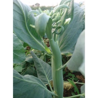 Cải Ngồng ( cải làn)