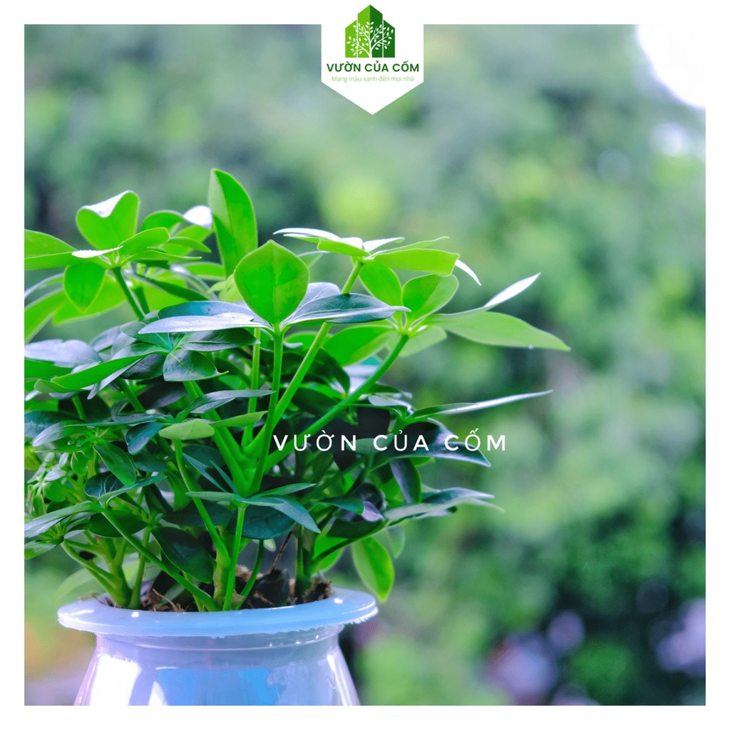 Cây ngũ gia bì thủy sinh để bàn kèm chậu nhựa trong mang phong thủy tài lộc , may mắn cho gia chủ .