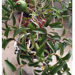 cây ổi xanh - cây cảnh đẹp - cây bonsai mini