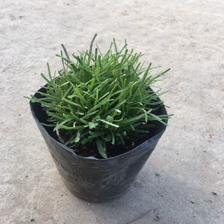 Cây cỏ mây bụi mini để bàn,trang trí phòng,tiểu cảnh