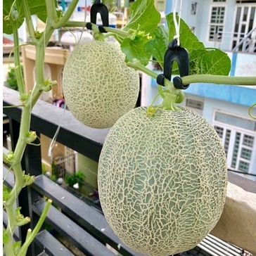 ⚡️HẠT GIỐNG DƯA LƯỚI DA XANH GREENMAN⚡️NĂNG XUẤT CAO GIỐNG F1