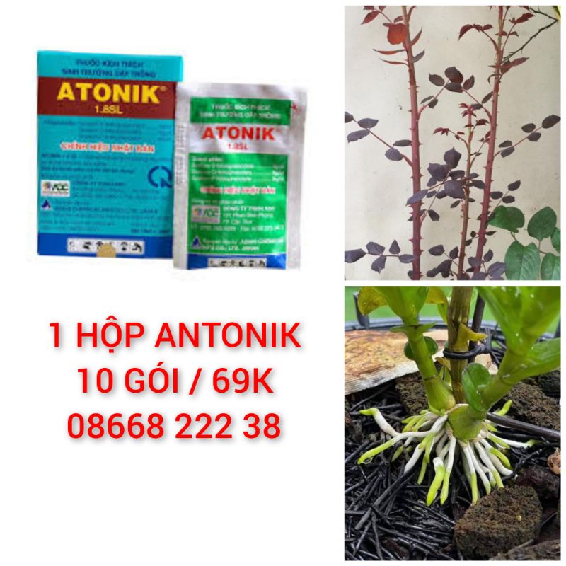 ANTONIK TĂNG TRƯỞNG BẬT MẦM _ KHỎE RỄ MẬP CÂY