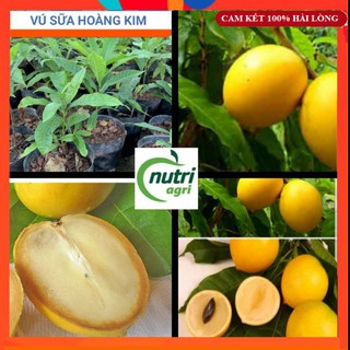 Cây Giống - Cây Vú Sữa Hoàng Kim Quả Siêu Ngọt - Ảnh Thật Shop Chụp