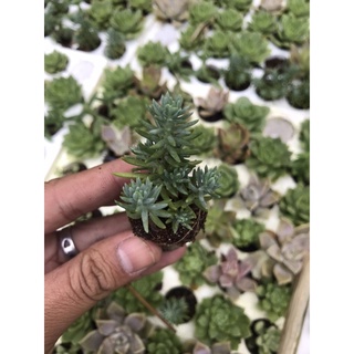 Sidum cỏ tuyết vĩ