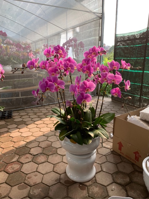 Lan hồ điệp hoa đại cây trưởng thành cho hoa vào tết