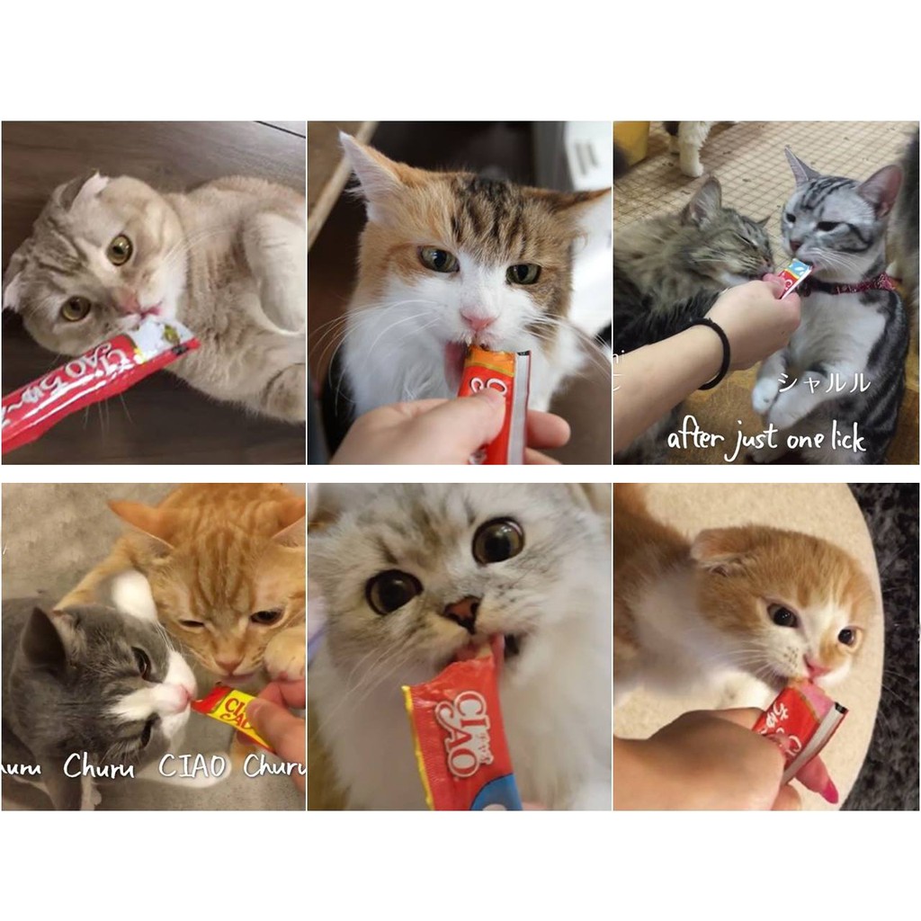 Súp Dinh Dưỡng Ciao Dạng Cream Cho Mèo Nhiều Vị Đa Dạng Cho Thú Cưng Kích Thích Sự Thèm Ăn