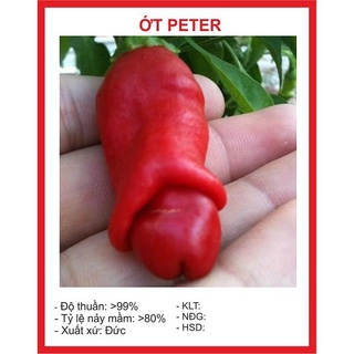 Hạt giống ớt Peter - 5 Hạt hạt giống bốn mùa