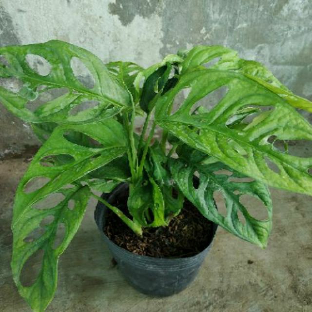 Trầu bà lổ