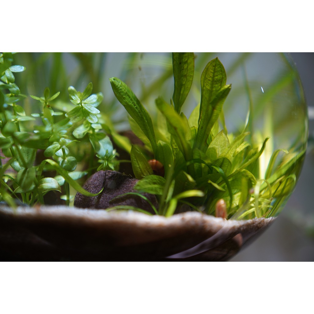 Bể cá thủy sinh mini để bàn Combo_CB1