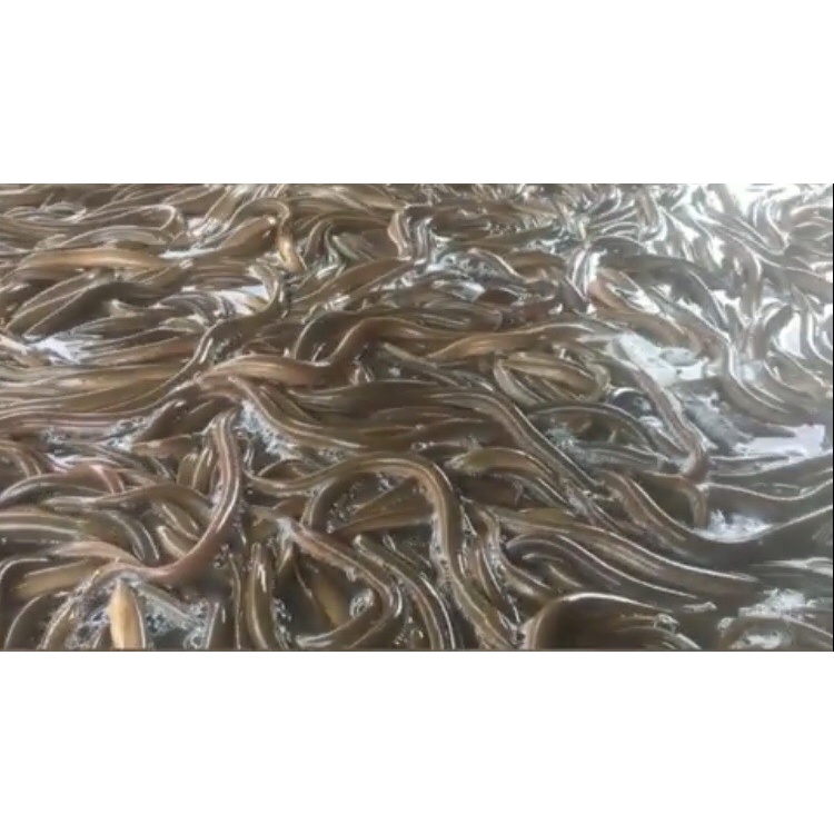 Canxi Alpha D3 - cung cấp canxi cho cá, tôm, lươn, ếch - chống còi, chống hao hụt khi thay nước - tino.officialstore