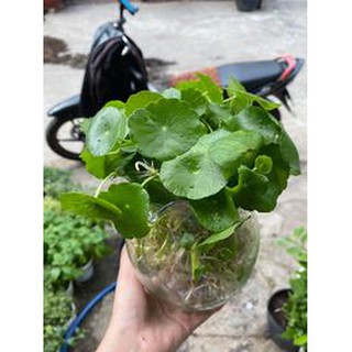DUNG DỊCH THỦY CANH 100ml