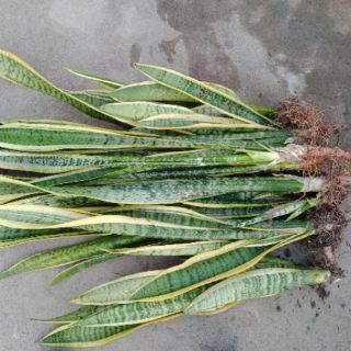 3 Cây lưỡi hổ sọc vàng