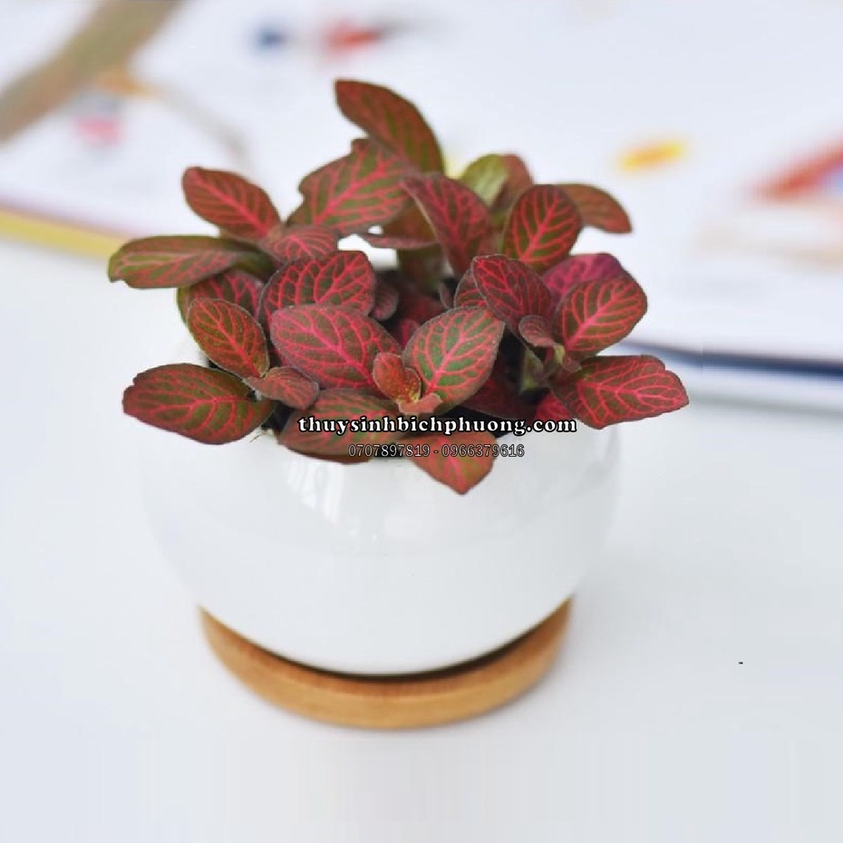 CÂY CẨM NHUNG - CÂY THỦY SINH CHO HỒ CÁ THỦY SINH