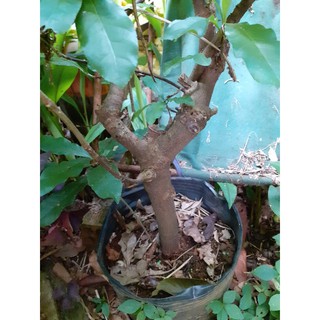 Cây lộc vừng gốc cổ tay tha hồ tạo dáng