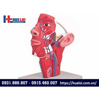 MÔ HÌNH GIẢI PHẪU CHI TIẾT VÙNG MẶT CỔ