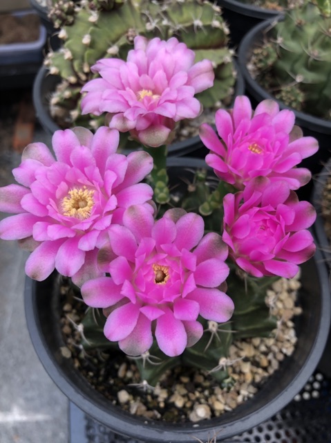 Gymno
