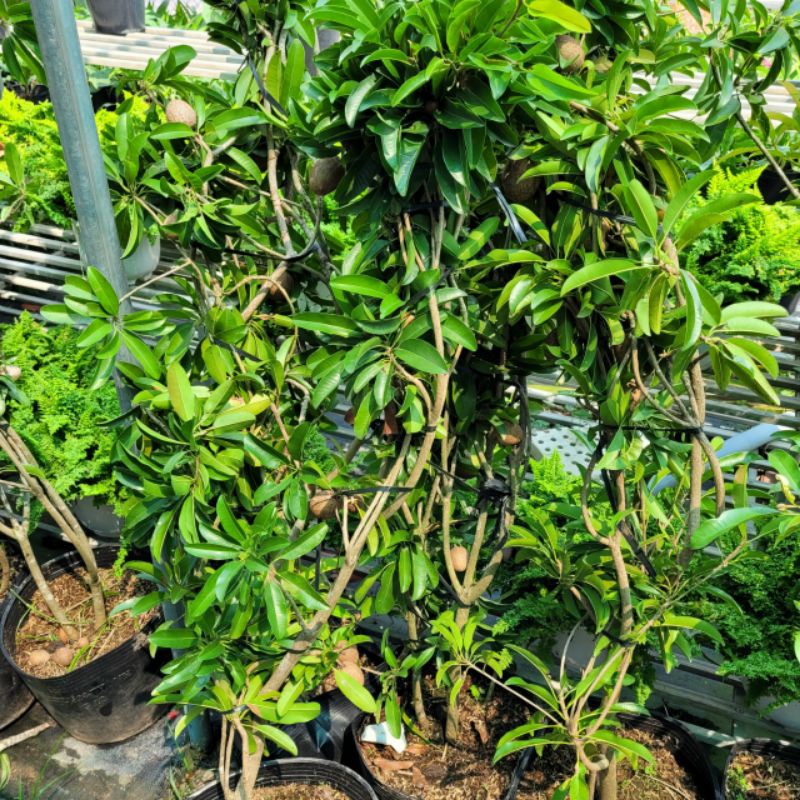 Sapo lòng mức đang trái