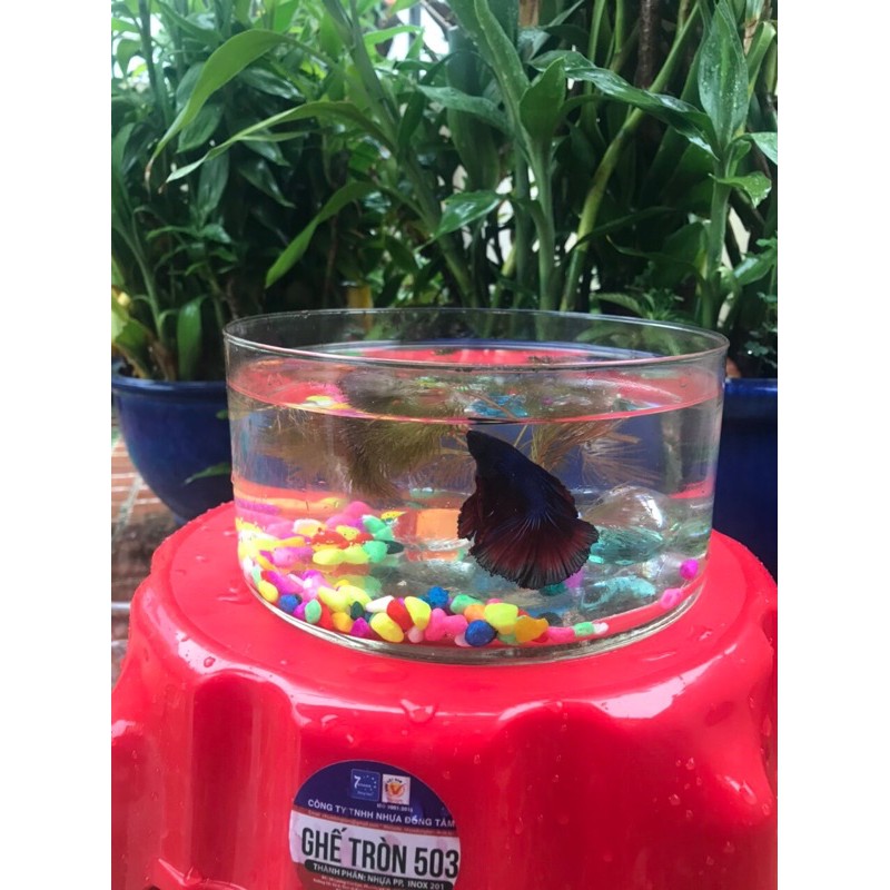Bể thủy tinh tròn đựng thạch trà sữa, thả cá 20cm cao 10cm