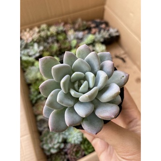 Sen đá cúc xoáy 🌵 hư 1 đổi 1