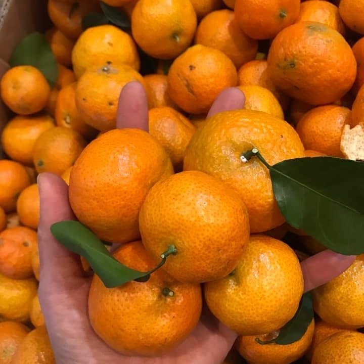 Quýt Thái Mọng Nước thơm ngon ngọt Giao Siêu Tốc 1h