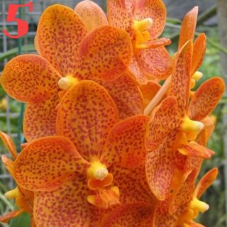 Hoa Lan: VANDA THÁI- COMBO 5 MÀU: 150K