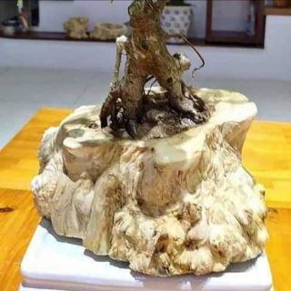 Chậu cây cảnh