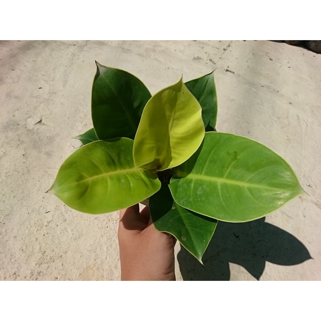 Cây trầu bà đế vương vàng - cây cảnh để bàn - caykiengsadec