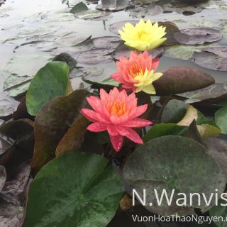 Cây hoa súng Thái Lan Wanvisa V-17