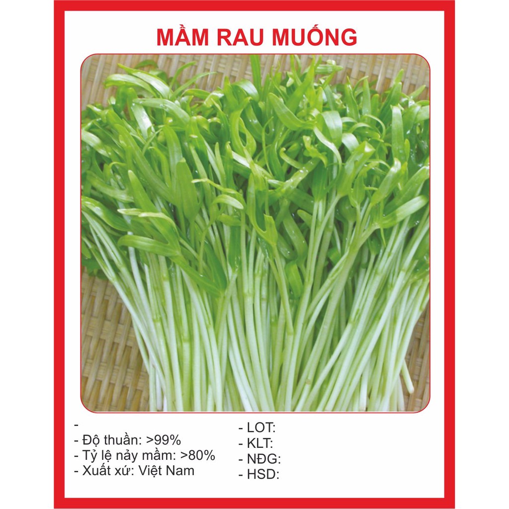 Hạt Giống MẦM RAU MUỐNG - 50GRAM