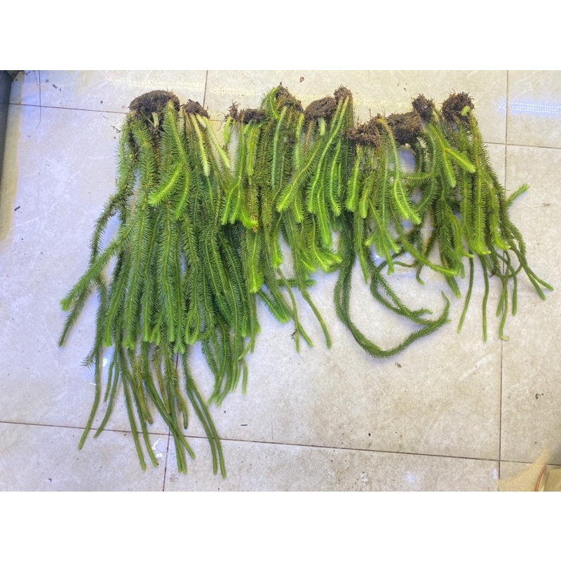 thông đất treo, treo gió ban công, thân rũ tạo layout rừng cho hồ bán cạn, paludarium.