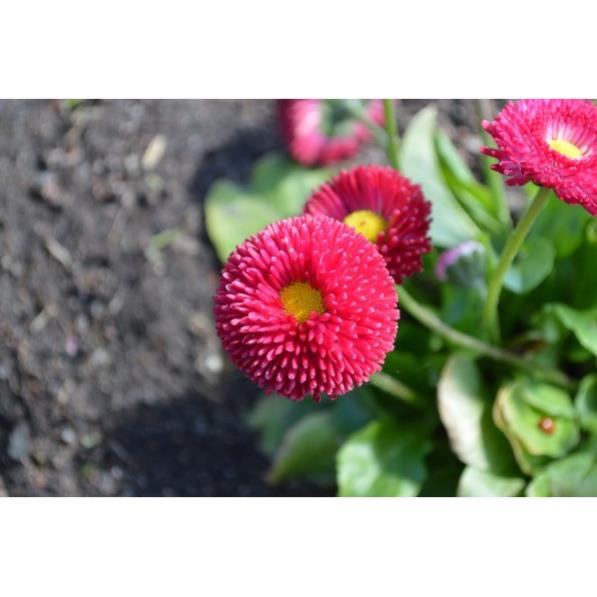 Gói 50 hạt giống hoa cúc anh nhiều màu ĐẾN MÙA TRỒNG TẾT