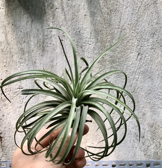 Cây không khí Tillandsia victoria -Victoria giant.