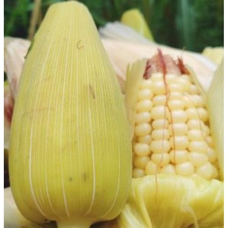 Hạt giống bắp nếp nù 100gr