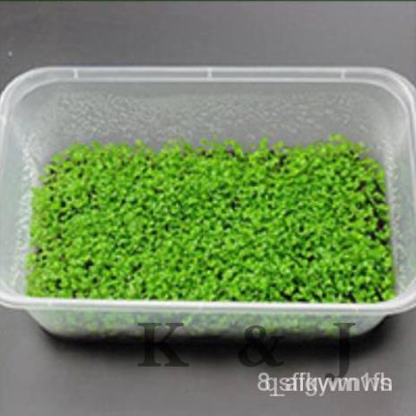 Hạt giống cây thủy sinh cây cảnh mini bể cá, trồng cây bốn mùa 50h SHOP MỚI KHYẾN MẠI GIÁNG SINH