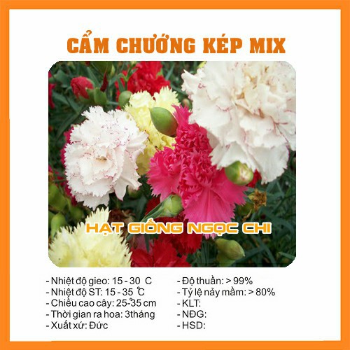 Hạt Giống Hoa Cẩm Chướng Kép Mix - 100 Hạt