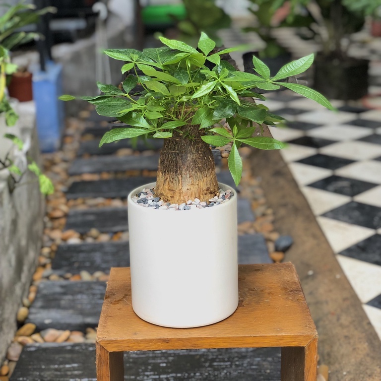 Cây Kim Ngân Củ tài lộc để bàn (Cây phong thủy )
