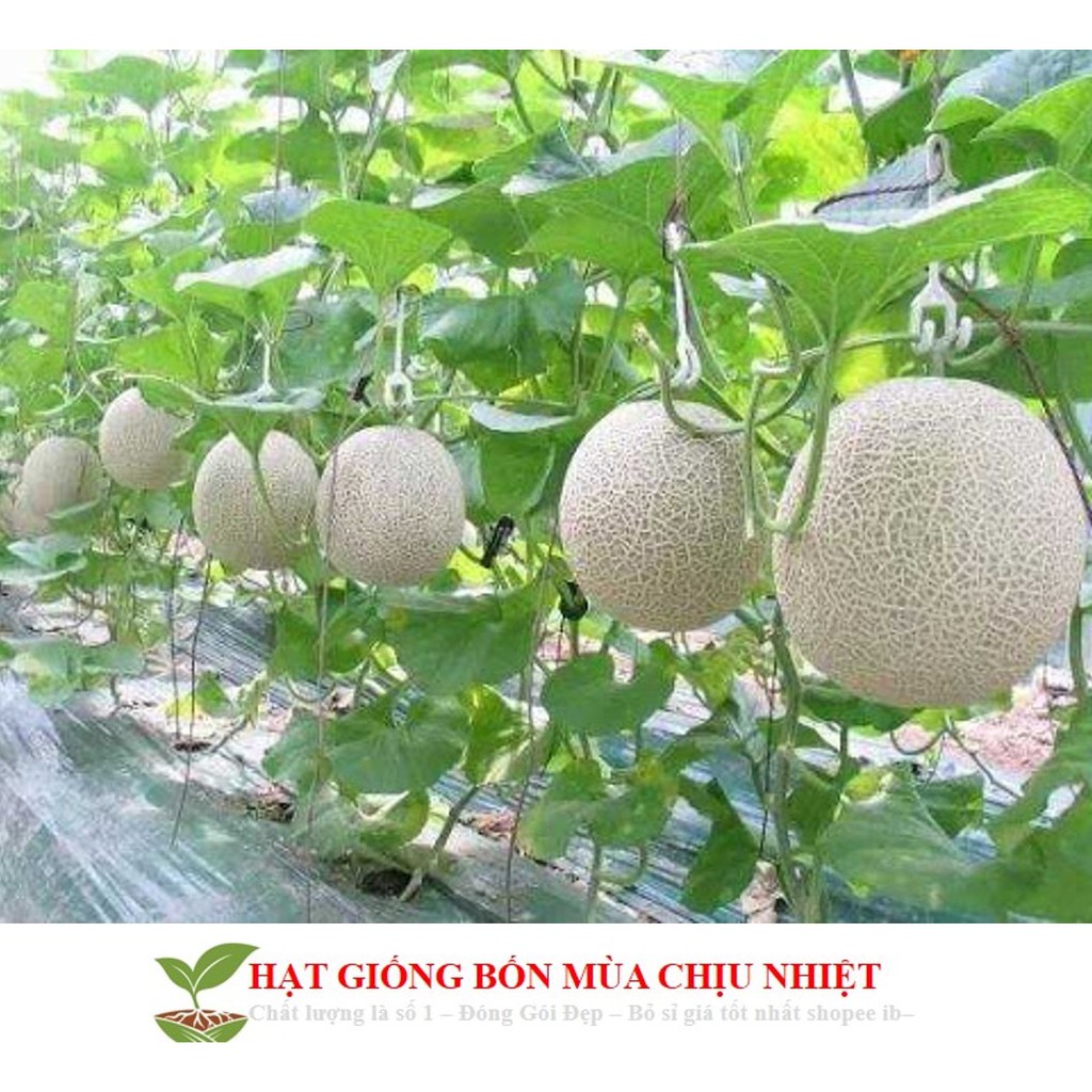 Hạt Giống Dưa Lưới Lõi Vàng Oval  (10 hạt)