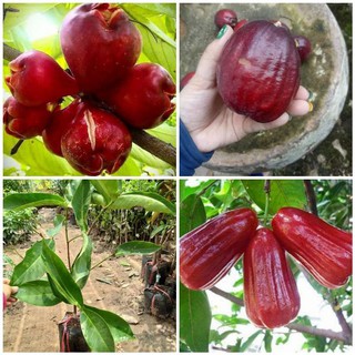 GIỐNG CÂY ROI ĐỎ QUẢ NGỌT CỰC SAI QUẢ