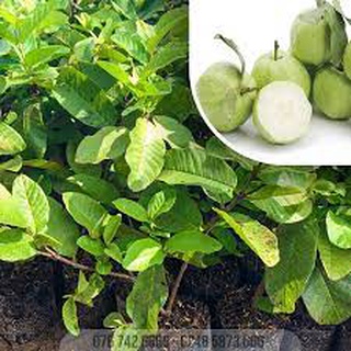 CÂY ỔI KHÔNG HẠT( cây giống cao 40-50cm)